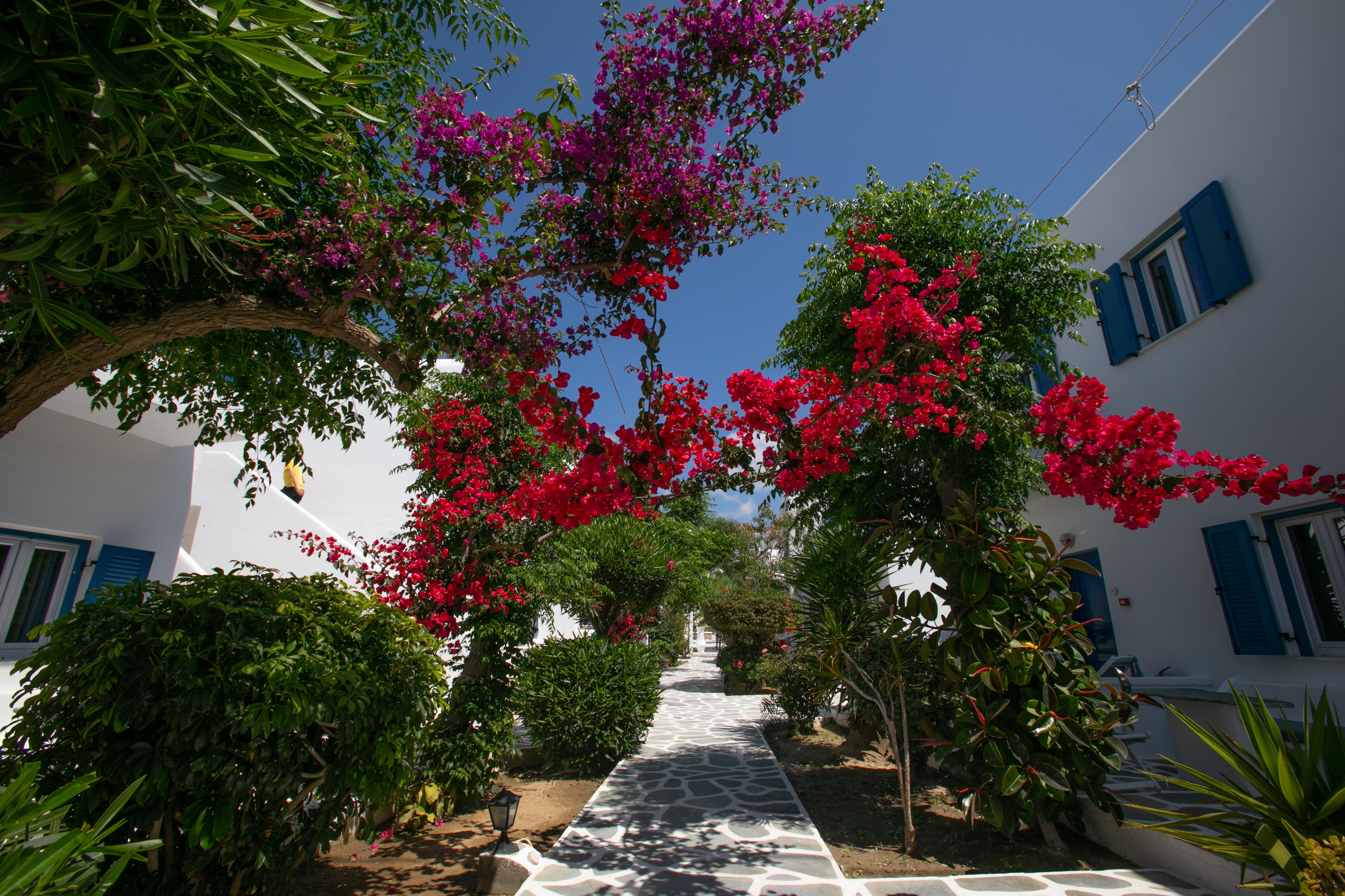 Acrogiali Beachfront Hotel Mykonos Platys Gialos  Exteriér fotografie