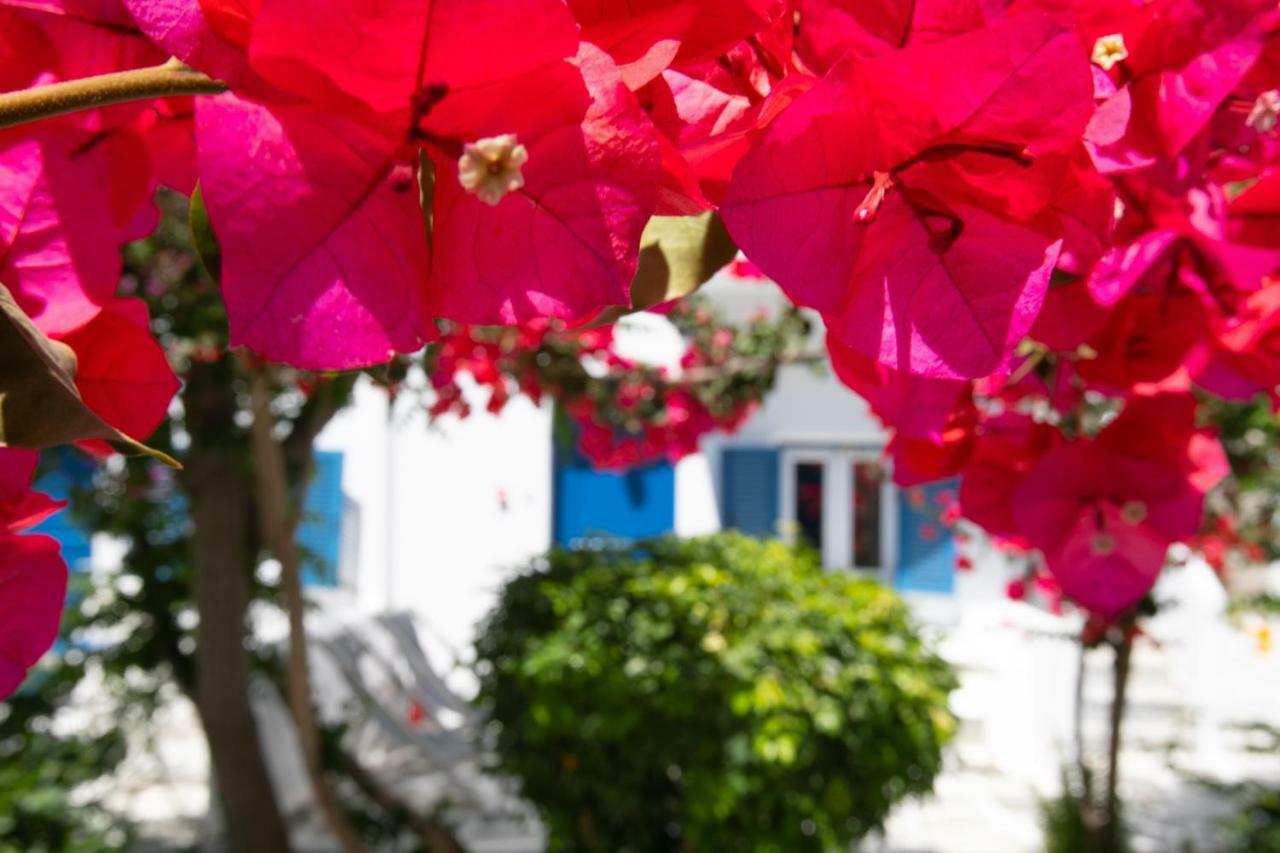 Acrogiali Beachfront Hotel Mykonos Platys Gialos  Exteriér fotografie